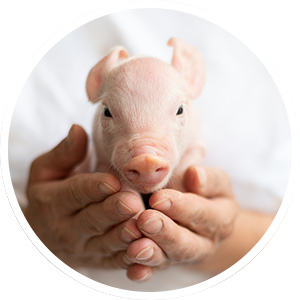 piglet-on-hands_circled_stock-image_300x300